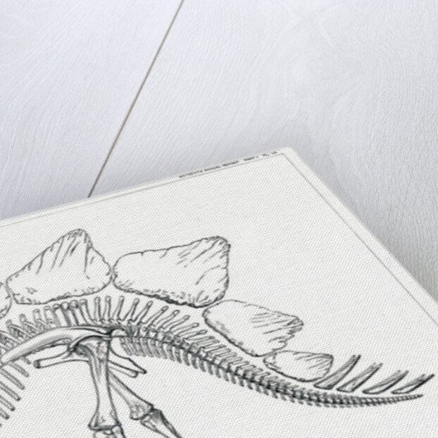 ‘Stegosaurus ungulatus’ by Unknown